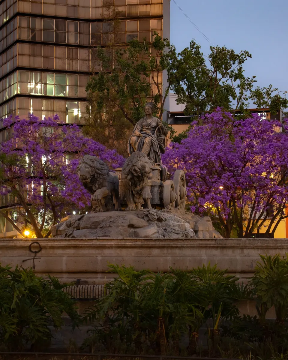 The Cibeles fountain framed by purple jacaranda trees in the evening